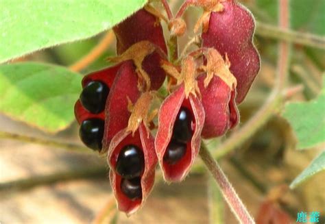 老鼠眼|鹿藿Rhynchosia volubilis Lour. 